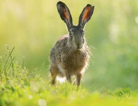 European hare (Lepus europaeus) standing on a dirt track, wildlife, Lower Saxony, Germany