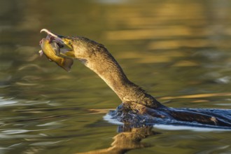 Great Cormorant (Phalacrocorax carbo) with Black bullhead (Ameiurus melas) prey in beak, Piedmont,