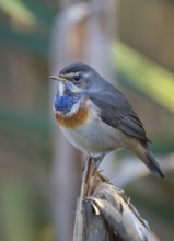 Bluethroat (Luscinia svecica cyanecula) juvenile, Saxony, Germany