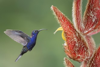 Violet Sabrewing (Campylopterus hemileucurus), Costa Rica