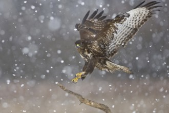 Common Buzzard (Buteo buteo), Saxony, Germany