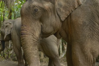 Close-up of Asian elephants amidst Thailand's vibrant jungle. The elephant's textured skin and calm