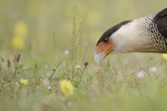 Northern Crested Caracara (Caracara cheriway), Texas, USA