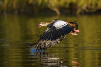 Flying Egyptian goose (Alopochen aegyptiaca) starting from a lake, invasive species, Bavaria,
