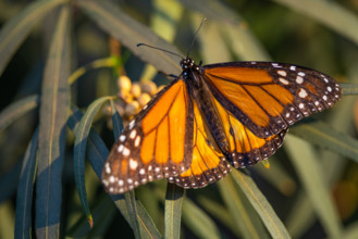 Beautiful Monarch Butterfly Resting On Plant