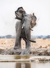 African elephant (Loxodonta africana), adult male, shaking with flapping ears, at the waterhole,