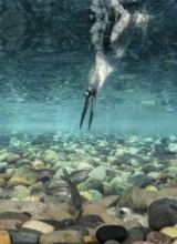 Belted Kingfisher (Megaceryle alcyon) hunting, Texas, USA