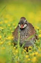 A red-legged partridge stands gracefully among vibrant yellow wildflowers, showcasing its