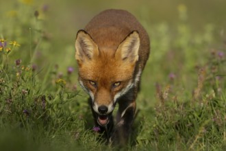 Red fox (Vulpes vulpes) adult animal in countryside grassland with wildflowers in summer, England,