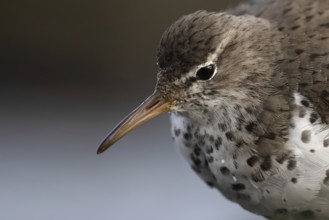 Spotted Sandpiper (Actitis macularius), Schleswig-Holstein, Germany