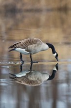 Canada Goose (Branta canadensis) on ice, Baden-Wuerttemberg, Germany