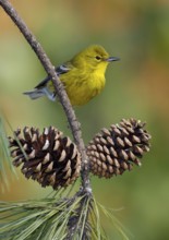 Pine Warbler (Setophaga pinus), Texas, USA