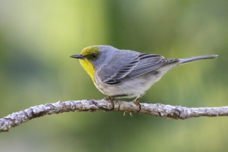 Olive-capped Warbler (Dendroica pityophila) perched on a branch in Cuba