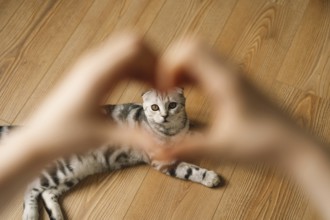A Scottish fold cat lies on a wooden floor, framed by hands forming a heart shape. The cat's