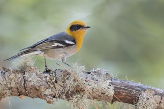 Olive Warbler (Peucedramus taeniatus) perched on a branch in Oaxaca, Mexico
