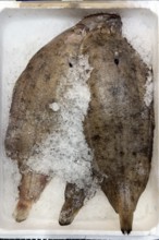 Display of fish caught fresh fish sole (Solea solea) on ice in refrigerated counter fish counter of