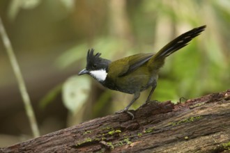 Eastern Whipbird (Psophodes olivaceus) perched on a trunk, Queensland, Australia
