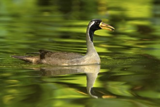 Masked Finfoot (Heliopais personatus) male, Seletar Reservoir, Singapore