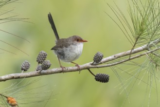 Superb Fairywren (Malurus cyaneus) perched on a branch in eastern Australia