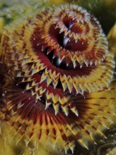 Christmas tree worm (Spirobranchus giganteus)