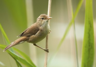 Eurasian Reed Warbler (Acrocephalus scirpaceus), Mecklenburg-Western Pomerania, Germany
