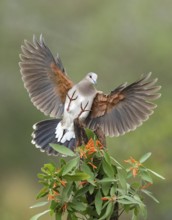 White-tipped Dove (Leptotila verreauxi) approaching a stump, Texas, USA
