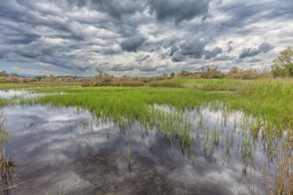 Landscape Greece, island Lesbos, thunderstorm, thunderstorm atmosphere, reed, biotope, water,