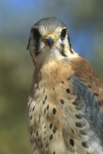 American Kestrel (Falco sparverius), Arizona, USA