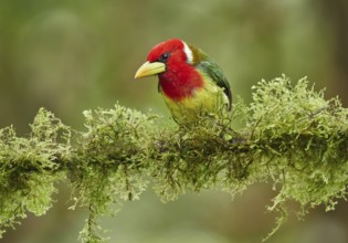 Red-headed Barbet (Eubucco bourcierii) male perched on a mossy branch, Ecuador