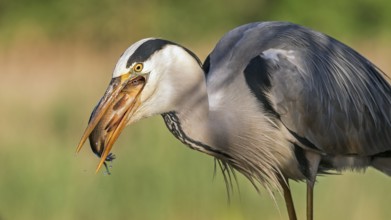 Grey Heron (Ardea cinerea) with fish prey in its beak, Hungary