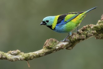 Green-headed Tanager (Tangara seledon) perched on a branch in the Atlantic Rainforest of Brazil