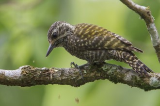 White-spotted Woodpecker (Veniliornis spilogaster) perched on a branch in the Atlantic rainforest