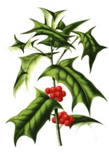 Ilex cornuta, Ilex cornuta, plant and flower, digitally reworked reproduction of an original from
