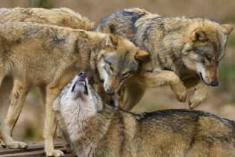 Three wolves interacting and playing, Wolf (Canis Lupus), Germany