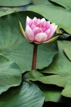 Water lily pond in late summer, water lilies (Nymphaea), Saxony, Germany