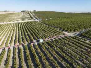Vintage at the La Canariera vineyard of the Bodega González Byass near the town of Jerez de la