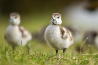 Egyptian goose (Alopochen aegyptiaca) cute chicks on a meadow at the shore of a lake, Bavaria,