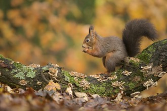 Eurasian Red Squirrel (Sciurus vulgaris) nibbling on hazelnut, Netherlands