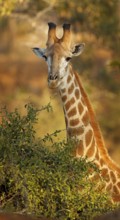 Giraffe, Steppengiraffe, Giraffa camelopardalis, giraffe, jirafa, girafe