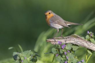 European Robin (Erithacus rubecula) perched on a old tree trunk, Poland