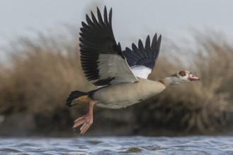 Egyptian Goose (Alopochen aegyptiaca) taking flight, Schleswig-Holstein, Germany
