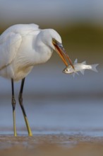 Western Reef Heron, Western Reef-Heron, Western Reef-Egret, (Egretta gularis), Garceta Dimorfa,