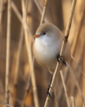 Bearded Reedling (Panurus biarmicus) female, Mecklenburg-Western Pomerania, Deutschland