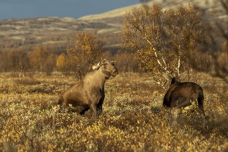 The young bull moose (Alces alces) stands up on his hind legs to fend off the attack of the cow