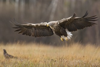 White-tailed Eagle (Haliaeetus albicilla) flying, Poland