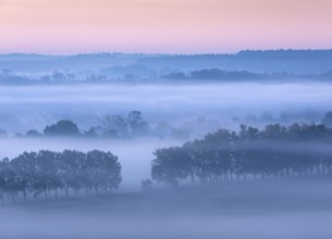 Morning atmosphere in the Saale Valley, fog passes through rows of trees at dawn in autumn,