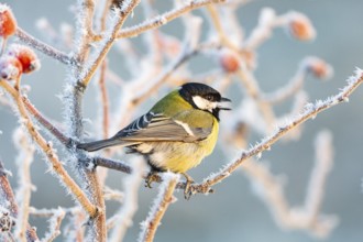 Great tit (Parus major) Germany
