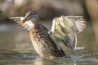 Mallard (Anas platyrhynchos) female on a lake, Bavaria, Germany