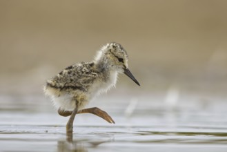 Black-winged Stilt (Himantopus himantopus) chick foraging, North Rhine-Westphalia, Germany