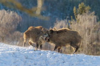 Two young wild boars (Sus scrofa) wrestle with each other in the backlight of the sun in a clearing